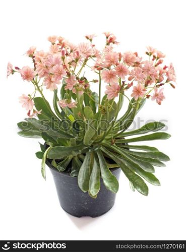 lewisia flowers in front of white background