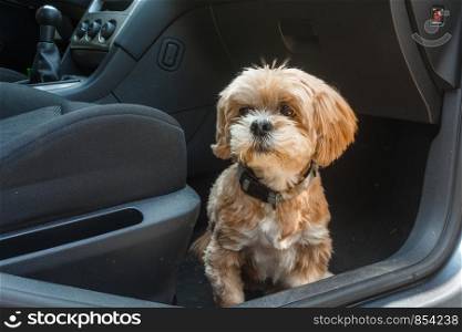 Lhasa Apso dog sitting on the floor in a car