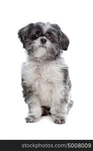 Lhasa Apso. Lhasa Apso in front of a white background