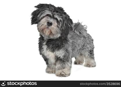 Lhasa Apso. Lhasa Apso standing in front of a white background