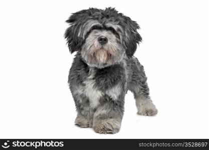 Lhasa Apso. Lhasa Apso standing in front of a white background