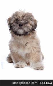 Lhasa Apso puppy. Lhasa Apso puppy in front of a white background