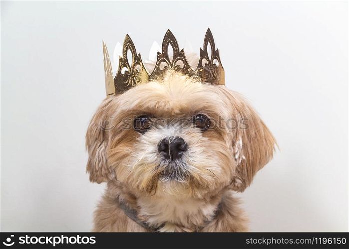 Lhassa Apso dog with golden crown