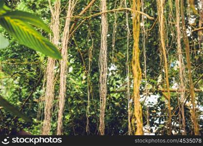 Lianas in a jungle with tropical vegetation in bright daylight