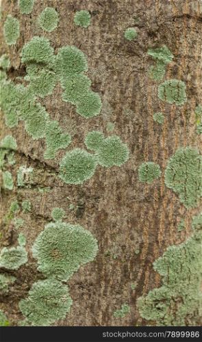 Lichen and moss-covered bark
