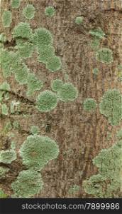 Lichen and moss-covered bark