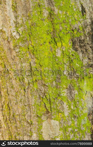 Lichen and moss-covered bark