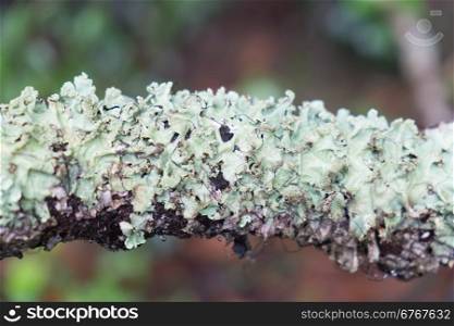 lichen and moss on bark tree