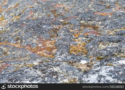 Lichen and tundra vegetation. Detail of lichen and tundra vegetation in Greenland during summer