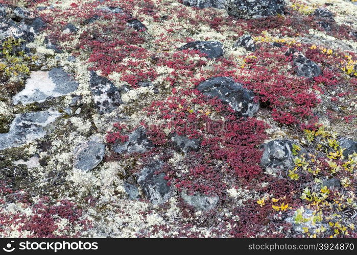 Lichen and tundra vegetation. Detail of lichen and tundra vegetation in Greenland during summer