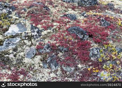 Lichen and tundra vegetation. Detail of lichen and tundra vegetation in Greenland during summer