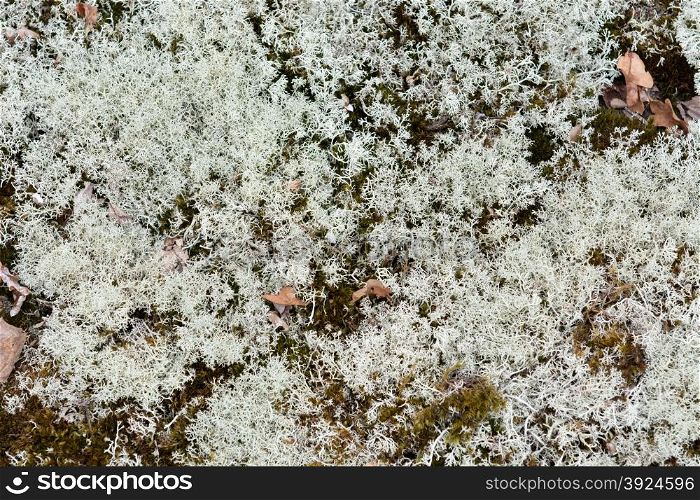 Lichen background. Background pattern of reindeer lichen in a swedish forest
