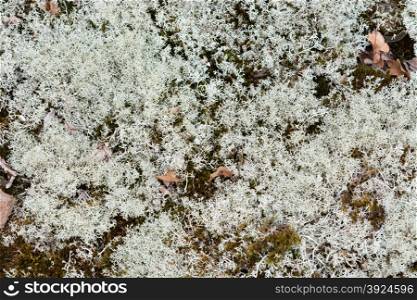 Lichen background. Background pattern of reindeer lichen in a swedish forest
