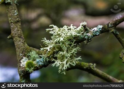 Lichen evernia prunastri, oakmoss, growing on branch, United Kingdom. Used if French perfume industry.