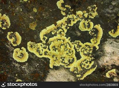 Lichen growing on the surface of the stone, nature abstract background