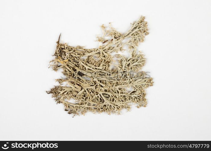 lichen herbarium on white background.