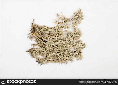 lichen herbarium on white background.
