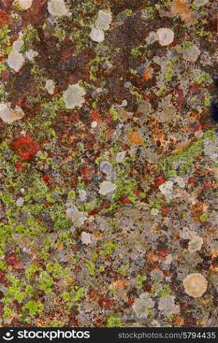 lichen moss in limestone rock texture in Spain forest