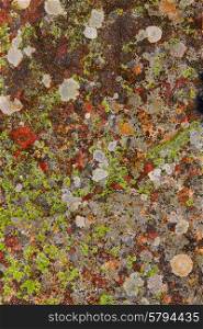 lichen moss in limestone rock texture in Spain forest