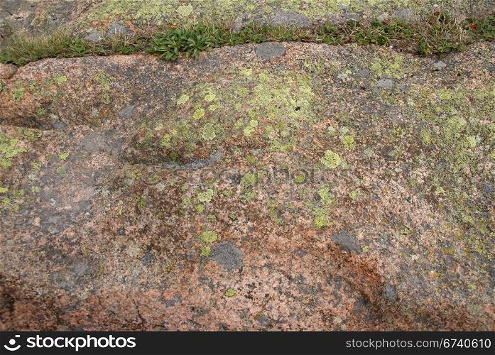Lichen & moss on pink granite, Cadillac Mountain, Mount Desert Island, Acadia National park, Maine, New England