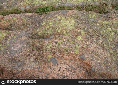 Lichen & moss on pink granite, Cadillac Mountain, Mount Desert Island, Acadia National park, Maine, New England