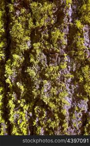 lichen moss on the trunk bark of Sequoia in California