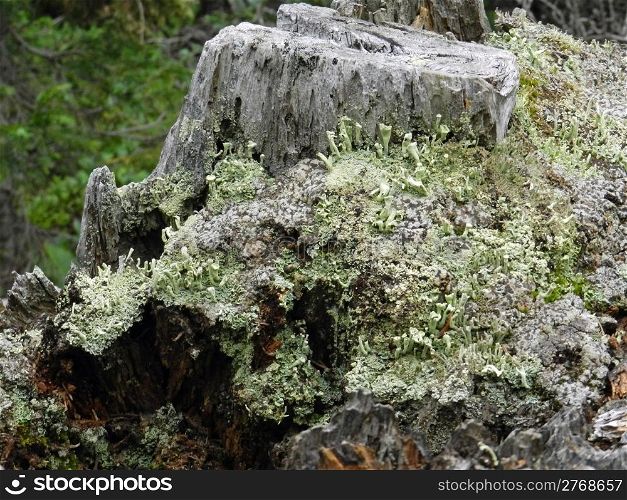 lichen on an old stump like a fairyland