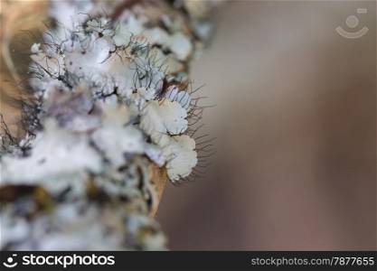Lichen on branch