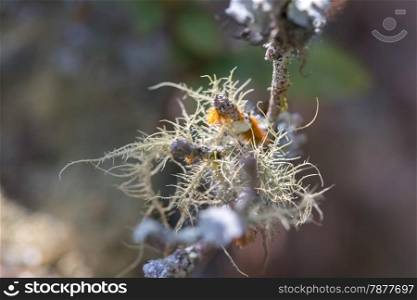 Lichen on branch
