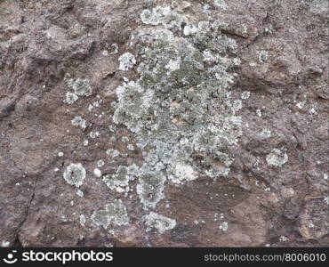 lichen on the rocks