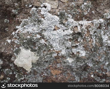 lichen on the rocks