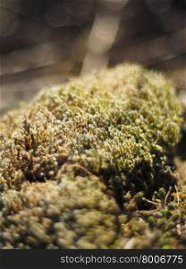 lichen on the rocks