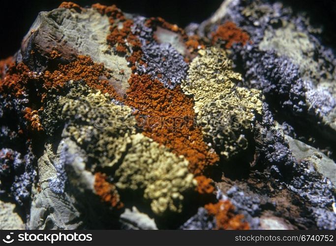 Lichen on volcanic rock, Cascades Pacific Northwest