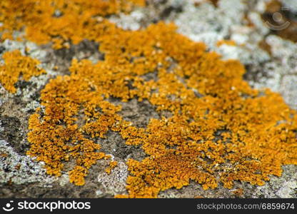 lichen on volcano rock