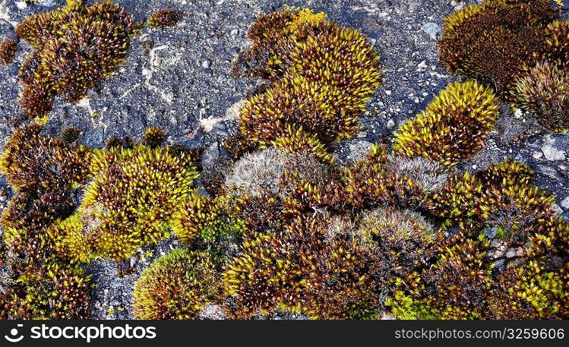 Lichen spreading across a rocky surface.