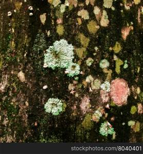 Lichen xanthoria parietina on the bark