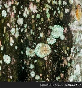 Lichen xanthoria parietina on the bark