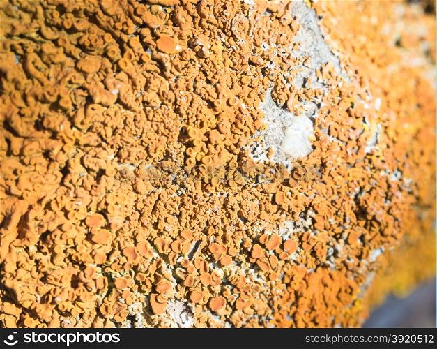 lichens marine rocks. Macro image of lichens on a rock near a beach