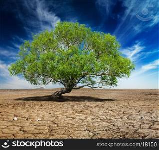 Life ecology solitude concept - lonely green tree on cracked earth