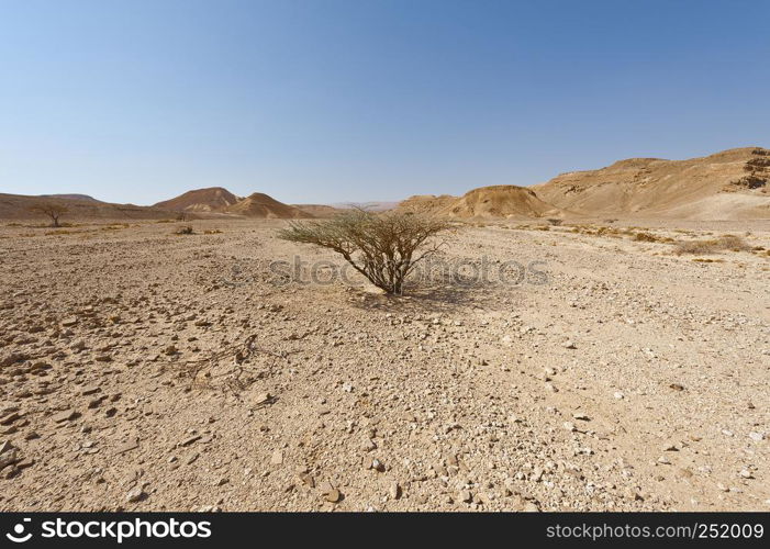 Life in a lifeless infinity of the Negev Desert in Israel. Breathtaking landscape and nature of the Middle East.