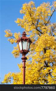 light and yellow, autumn tree against the blue sky