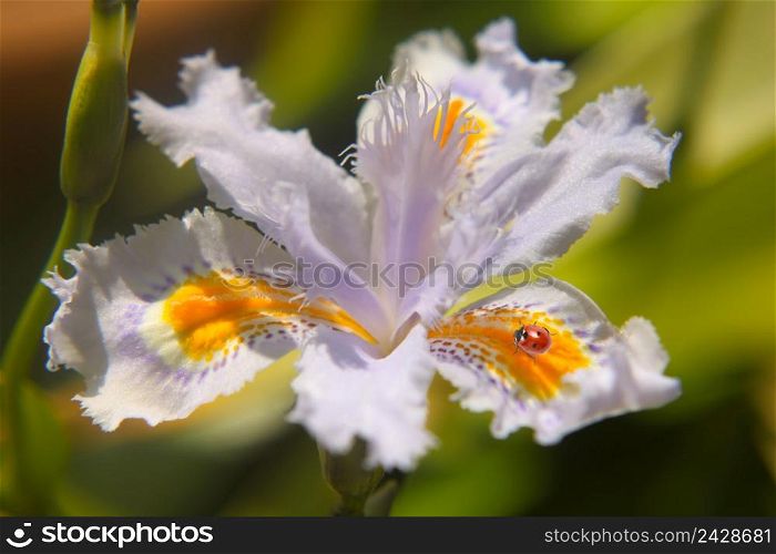 light blue bulb flower iris japonica with insect. light blue bulb flower iris japonica with insect-