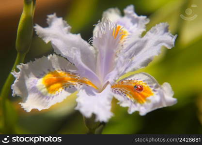 light blue bulb flower iris japonica with insect. light blue bulb flower iris japonica with insect-