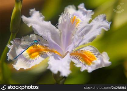 light blue bulb flower iris japonica with insect. light blue bulb flower iris japonica with insect-
