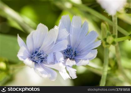 Light blue flowers surrounded by grass