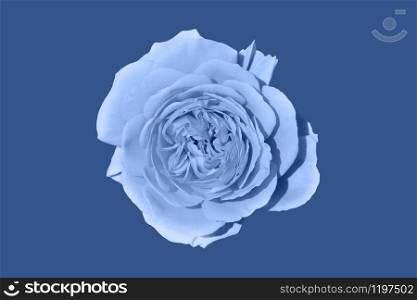 Light blue rose flower head on deep blue background. Top view. Light blue rose flower head on deep blue background.