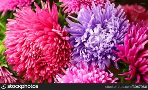 light breeze moves petals of beautiful pink flowers closeup