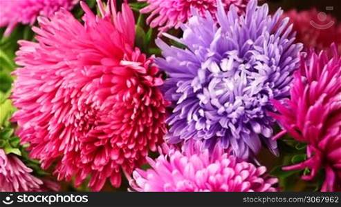 light breeze moves petals of beautiful pink flowers closeup timelapse