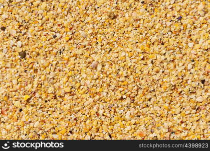 Light brown shelly sand background