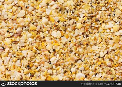 Light brown shelly sand background